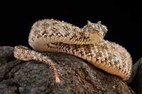 Pseudocerastes urarachnoides