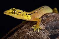 Pseudogekko smaragdinus