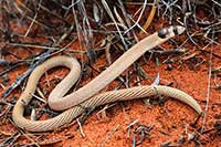 Pygopus nigriceps