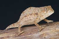 Rieppeleon brevicaudatus