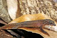 Sphaerodactylus millepunctatus