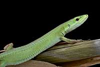Takydromus toyamai