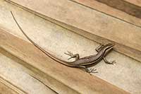 Trachylepis seychellensis