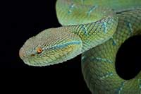 Tropidolaemus subannulatus