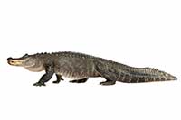 Aligator missisipski, aligator amerykański