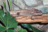 ikona