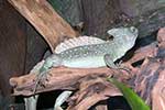 Corytophanidae