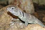 Crotaphytidae