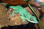 Dactyloidae