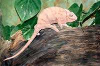 Kameleon lamparci