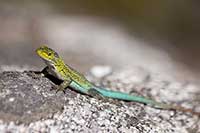 Liolaemus tenuis