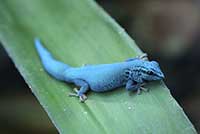 Lygodactylus williamsi