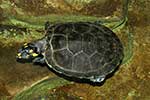 Podocnemididae