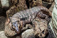 Salvator merianae