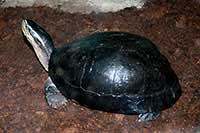 ikona