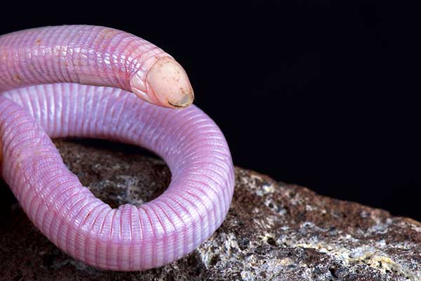 (Monopeltis decosteri)