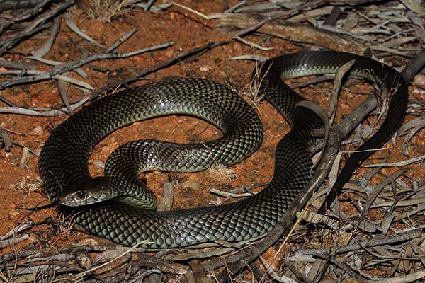 Mulga zwyczajna (Pseudechis australis)