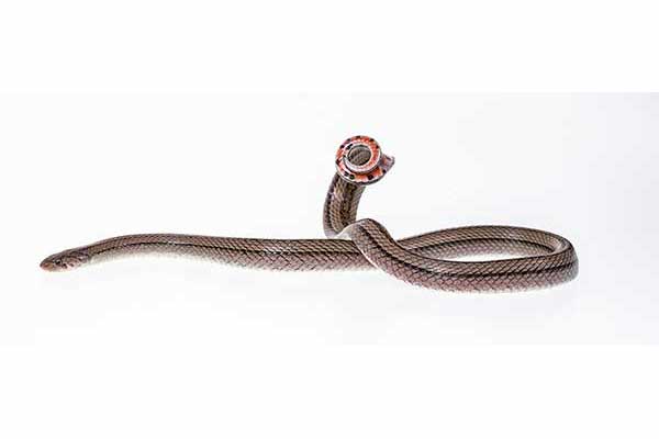 (Oligodon taeniatus)