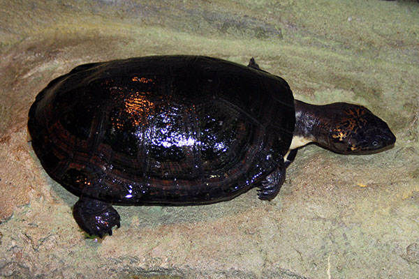 Pelomeduza czarna (Pelusios niger)