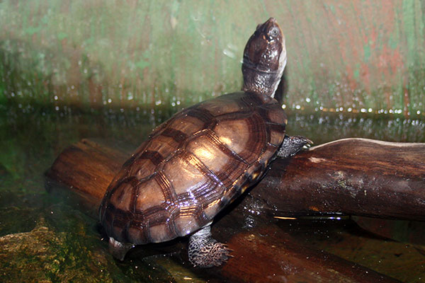 (Pelusios carinatus)