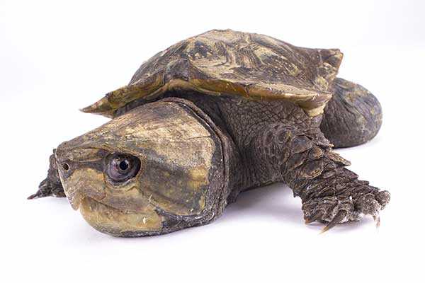 (Platysternon megacephalum)