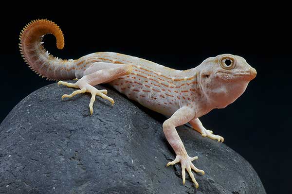 (Pristurus carteri)