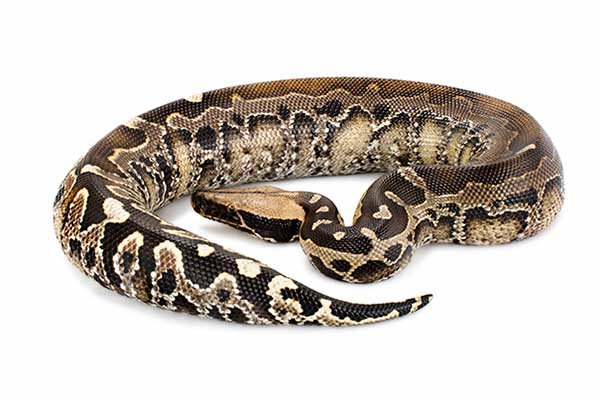 Pyton krwisty, pyton krótkoogonowy (Python curtus)