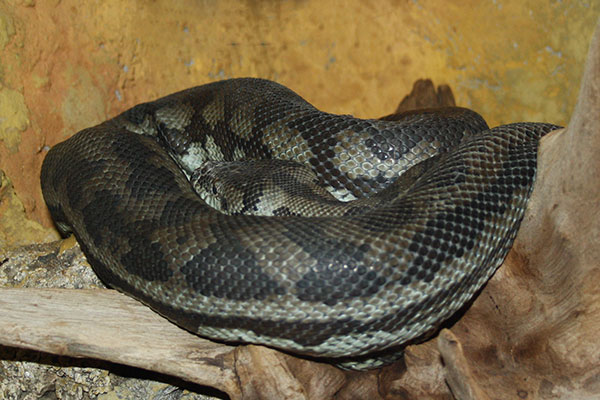 Pyton rombowy (Morelia spilota)