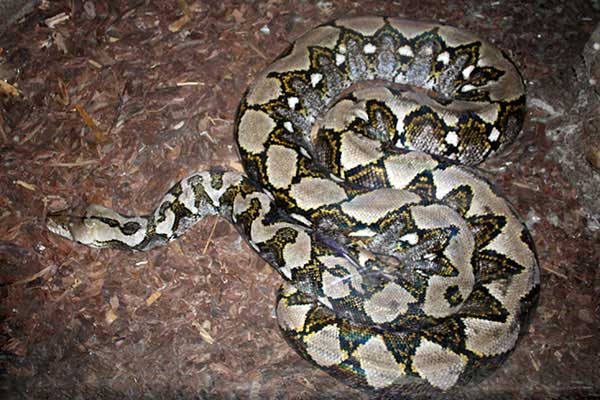 Pyton siatkowy (Python reticulatus)