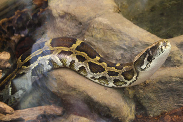 Pyton tygrysi (Python molurus)