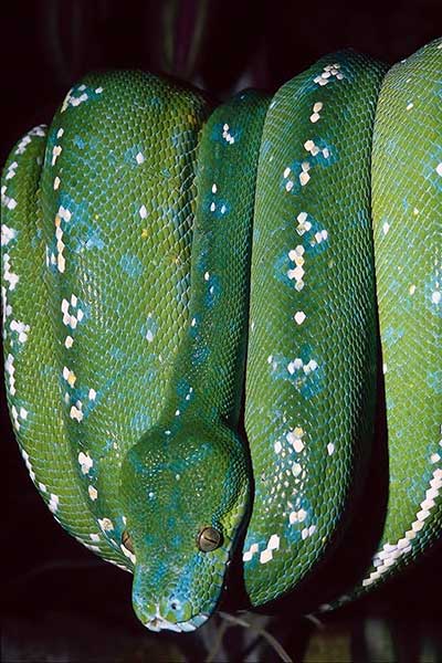 Pyton zielony (Morelia viridis)