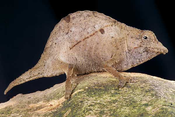 (Rhampholeon temporalis)