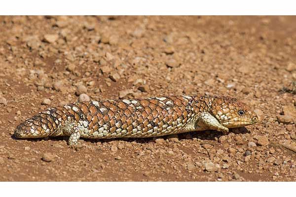 Scynk krótkoogonowy (Tiliqua rugosa)