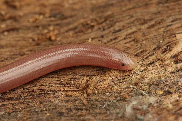 Ślepucha robakowata (Xerotyphlops vermicularis)