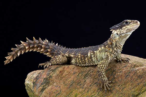 Szyszkowiec olbrzymi (Smaug giganteus)