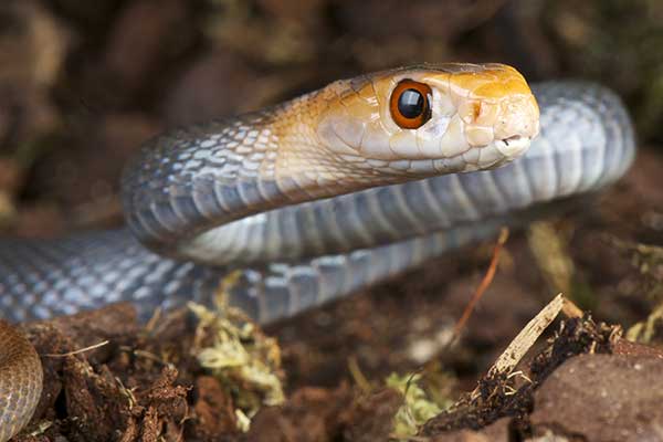 Tajpan (Oxyuranus scutellatus)