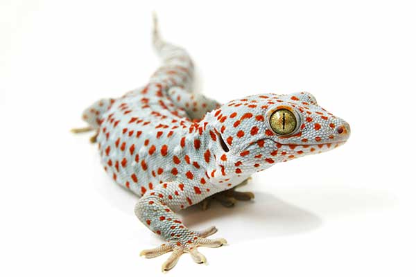 Toke (Gekko gecko)