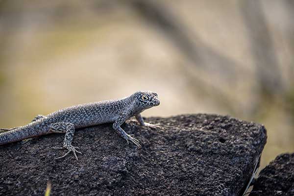 Trachylepis atlantica