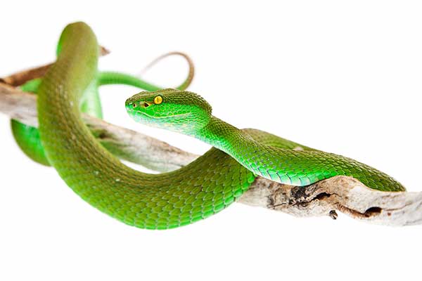 Trwożnica pospolita (Trimeresurus albolabris)