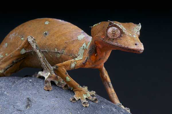 (Uroplatus phantasticus)