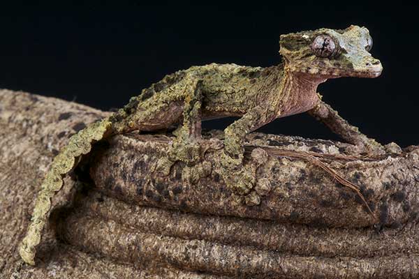  (Uroplatus pietschmanni)