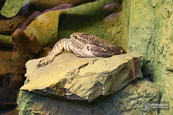 Waran białogardły (Varanus albigularis)