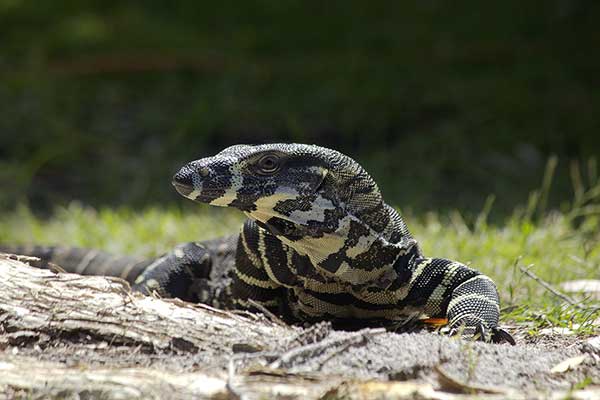 Waran kolorowy (Varanus varius)