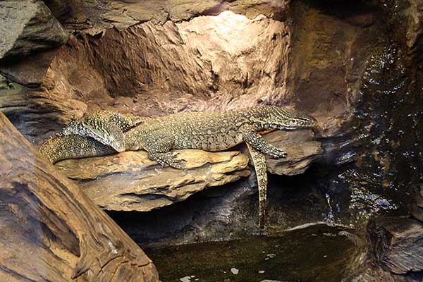 Waran nilowy (Varanus niloticus)