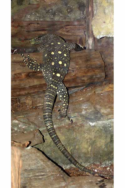 Waran papuaski (Varanus salvadorii)