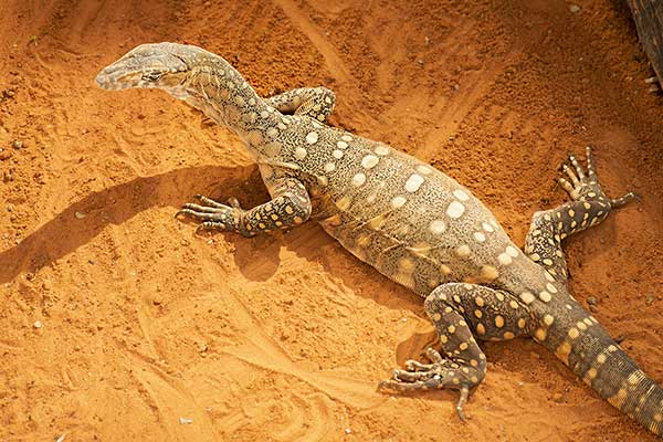 Waran wielki (Varanus giganteus)