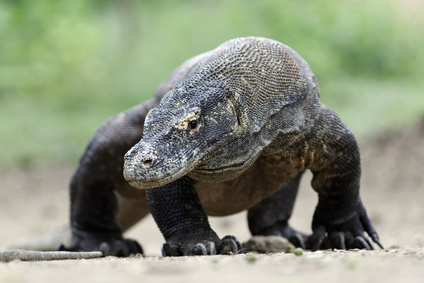 Waran z Komodo, smok z Komodo (Varanus komodoensis)