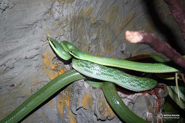 Wąż długonosy (Rhynchophis boulengeri)