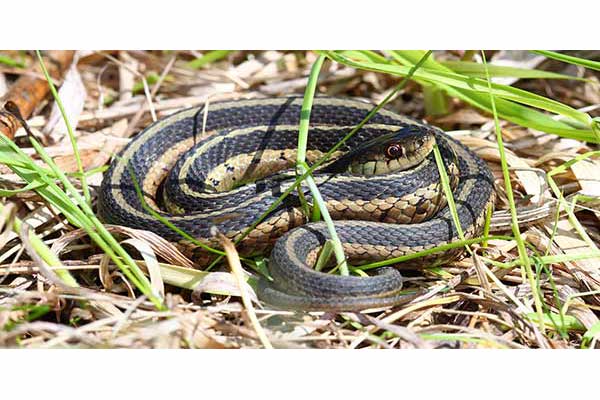 Wąż pończosznik (Thamnophis sirtalis)