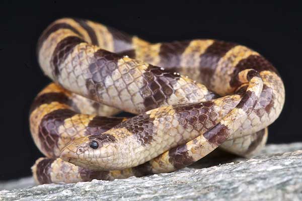 Wąż szuflonosy (Chionactis occipitalis)